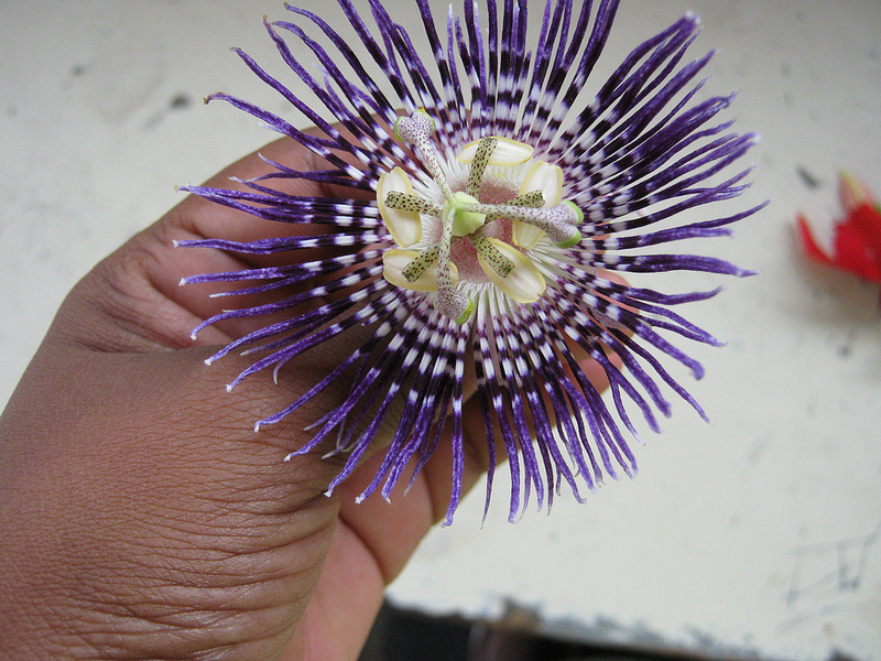 گل ساعتی ,پاسی‌ فلورا، زهره‌الساعه‌، چرخ‌الفلاک‌، ابوسبعه‌ الوان , Grenakilla , maypop, purple passi